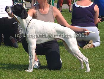 5th Junior & Novice Dog